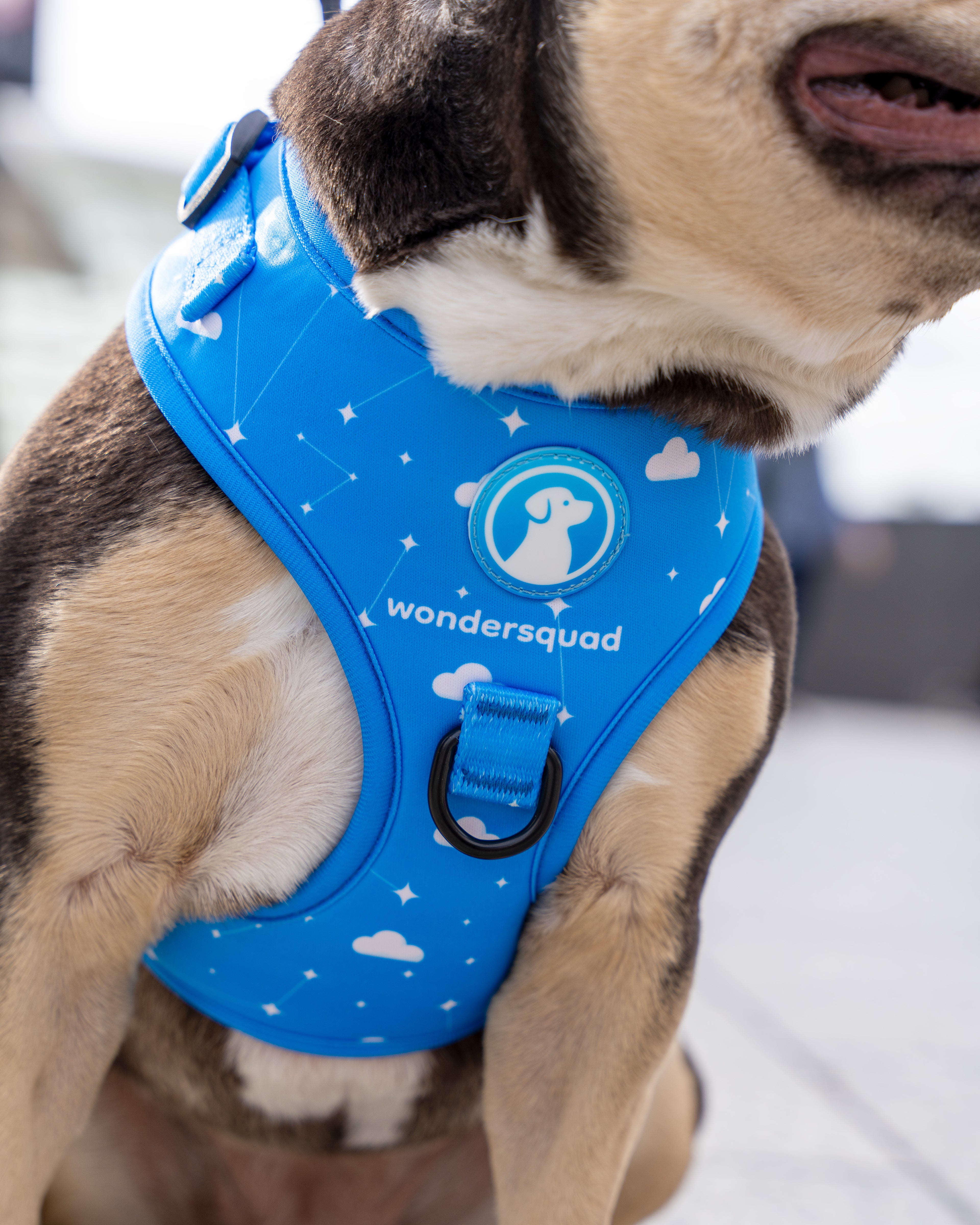 Origins Adjustable Harness