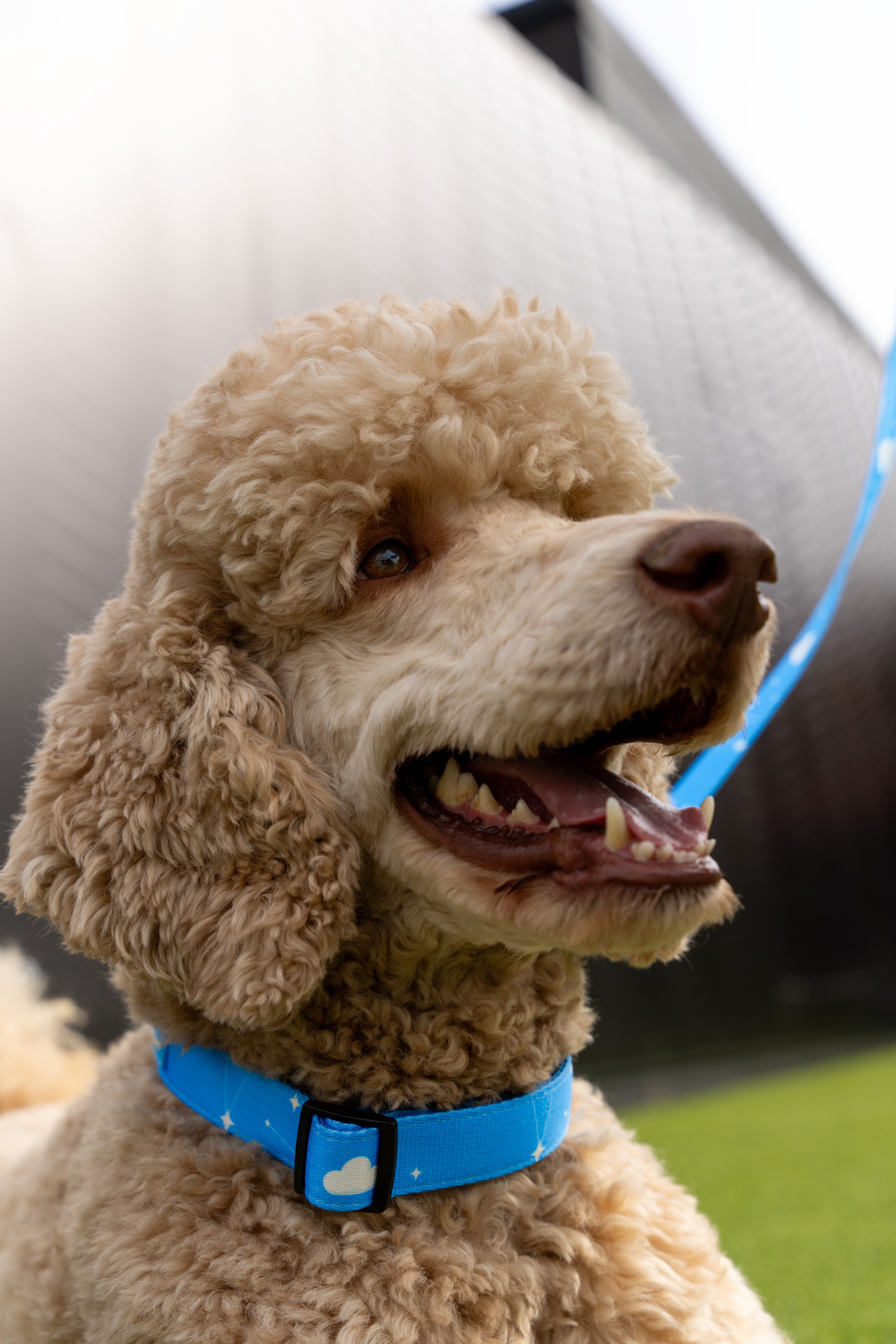 Apricot Standard poodle with a blue collar sitting outdoors
