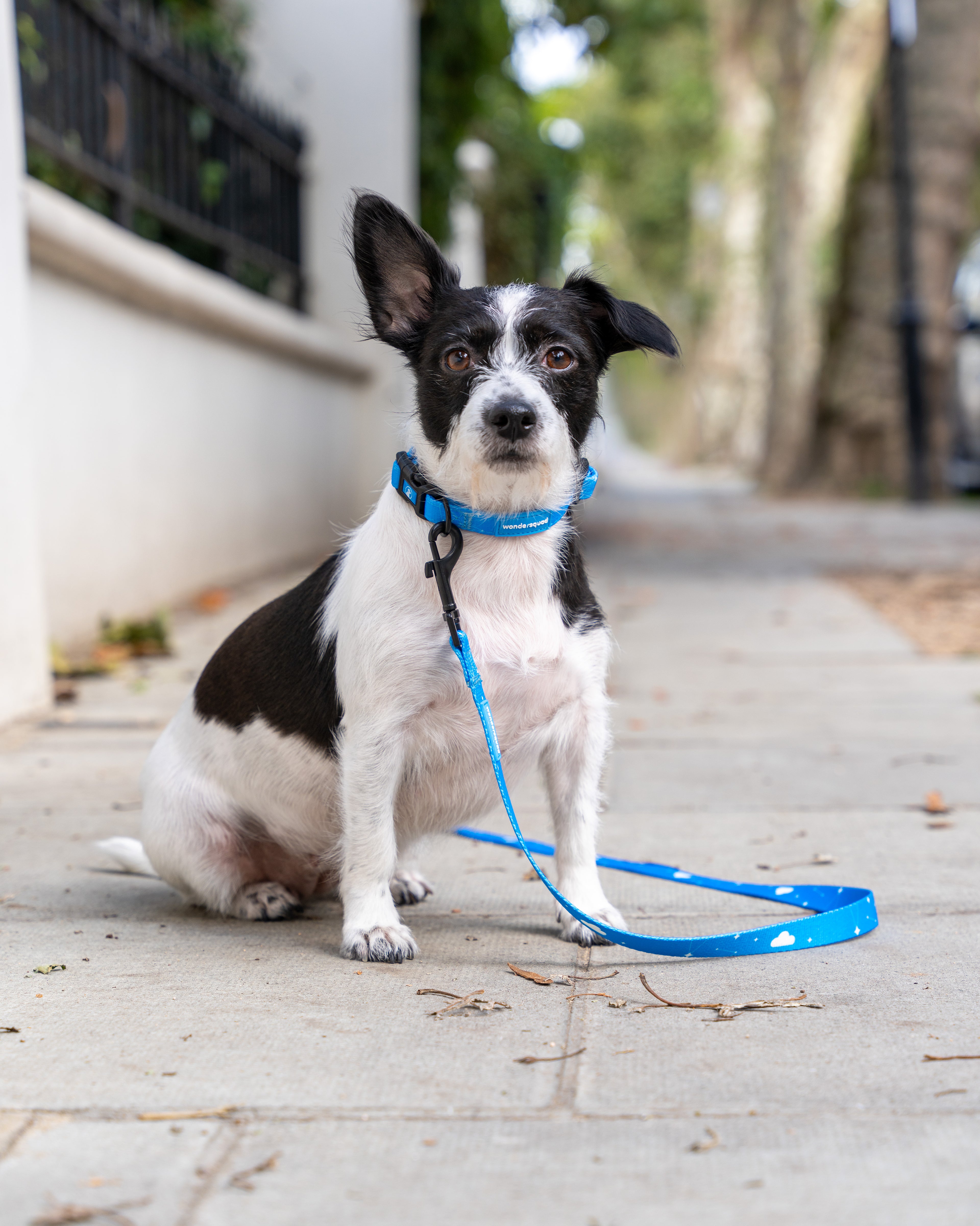 Black and white Jack Russell Terrier wearing the WonderSquad Origins collar and lead sitting on the pavement with trees and buildings in the background