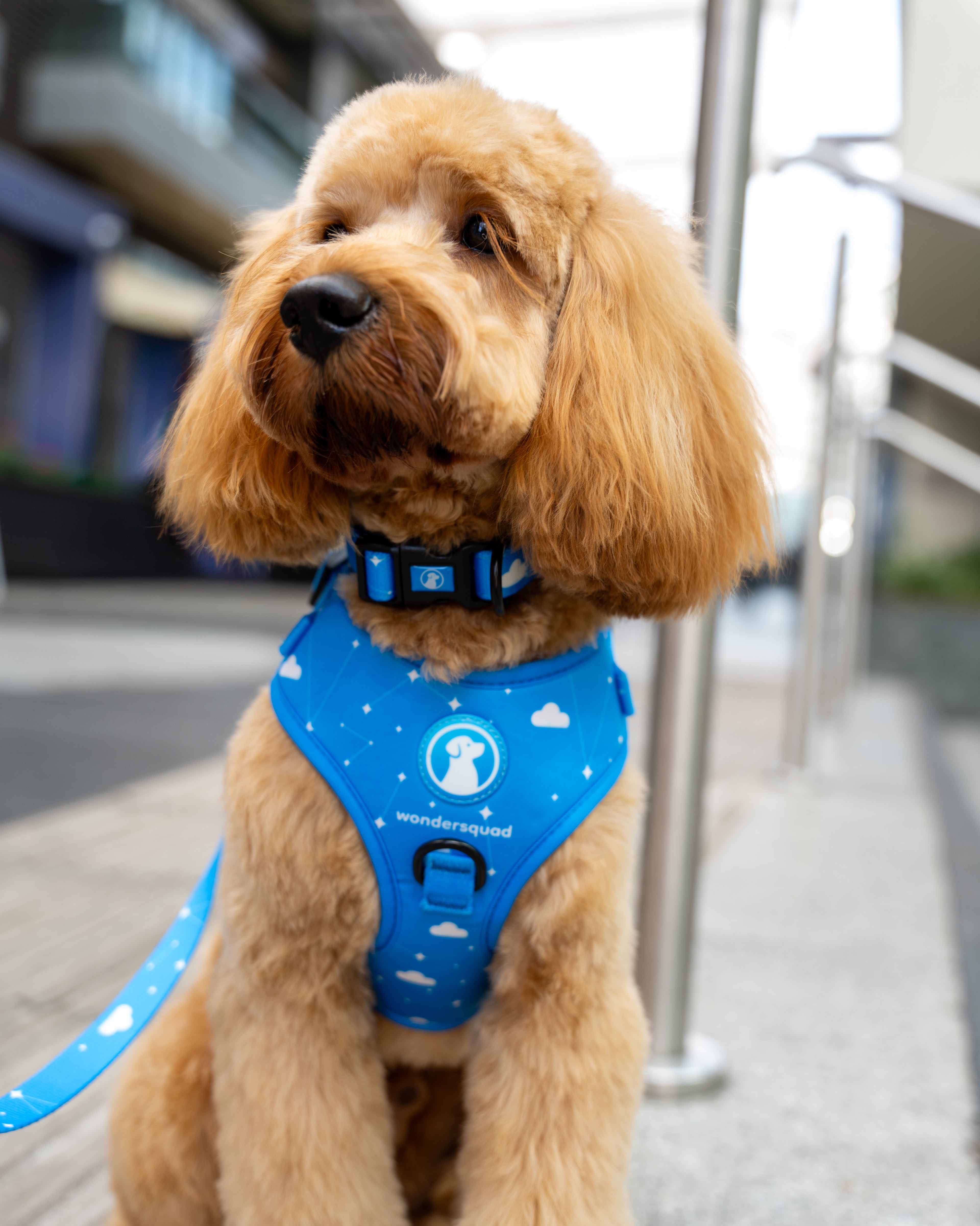 Origins Adjustable Harness