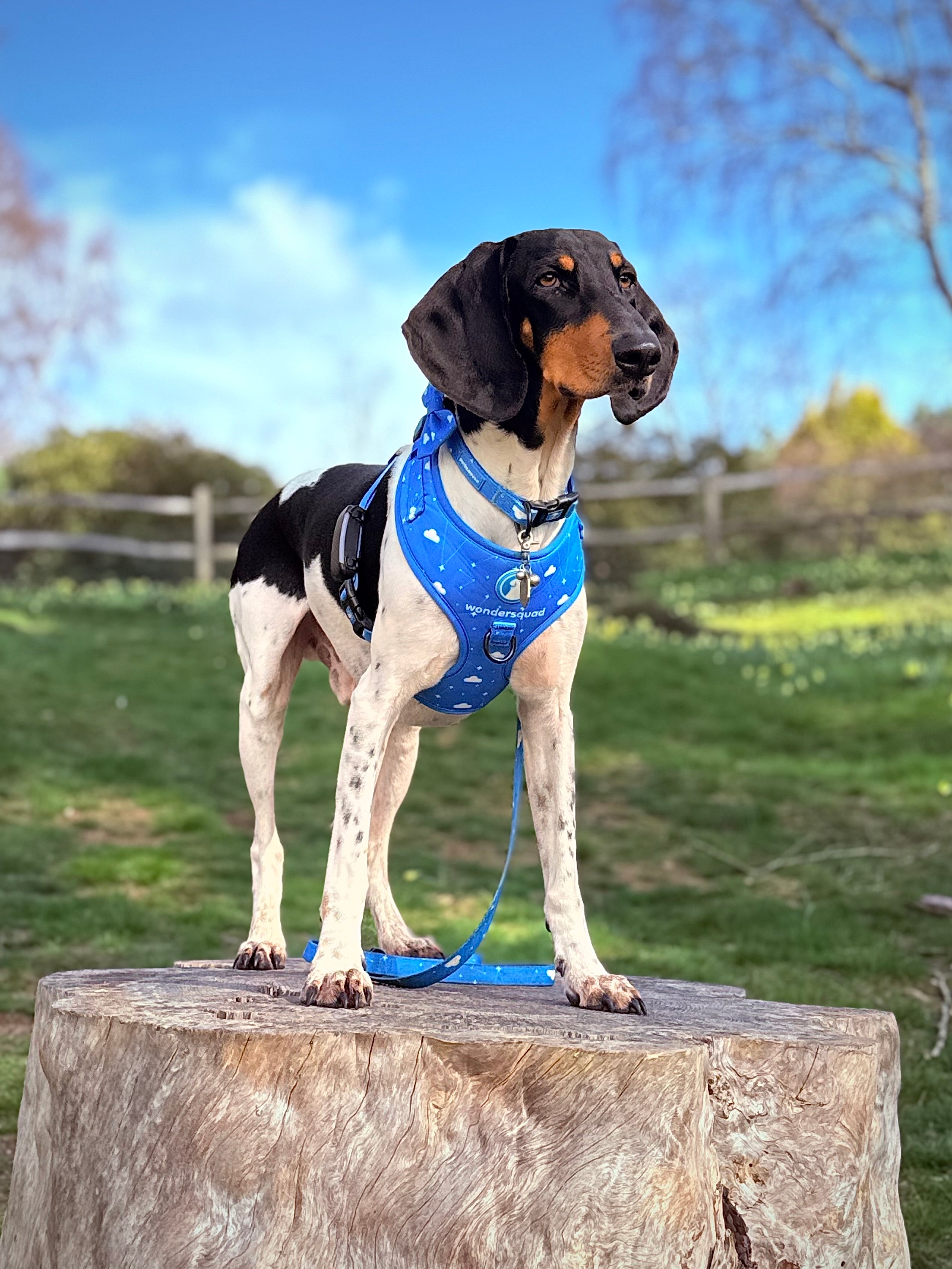 Origins Adjustable Harness