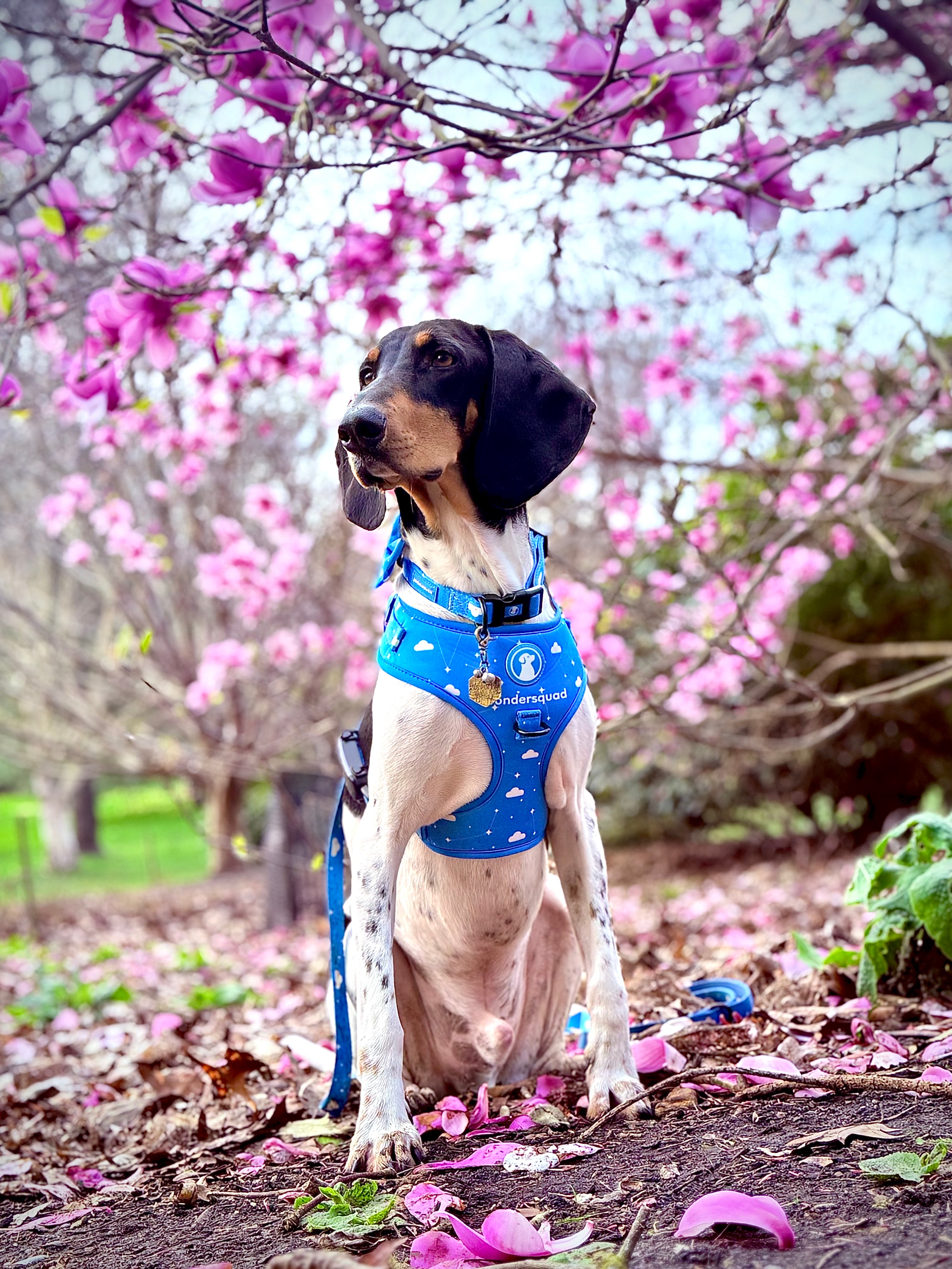 Origins Adjustable Harness