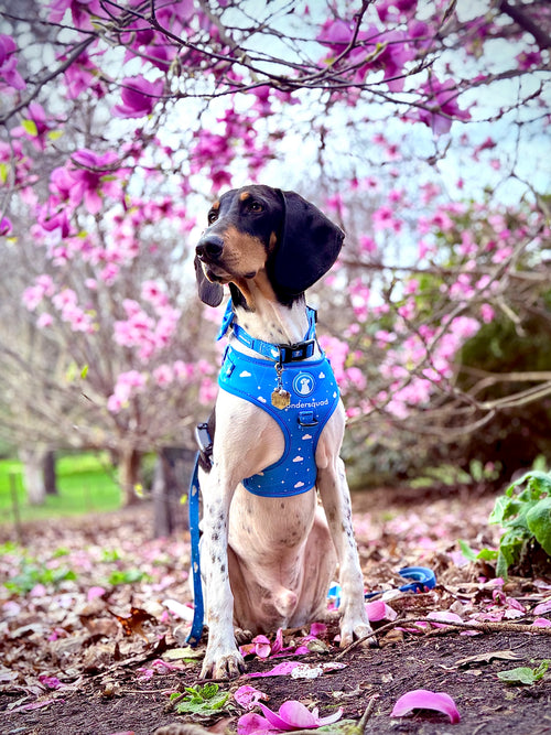 Origins Adjustable Harness